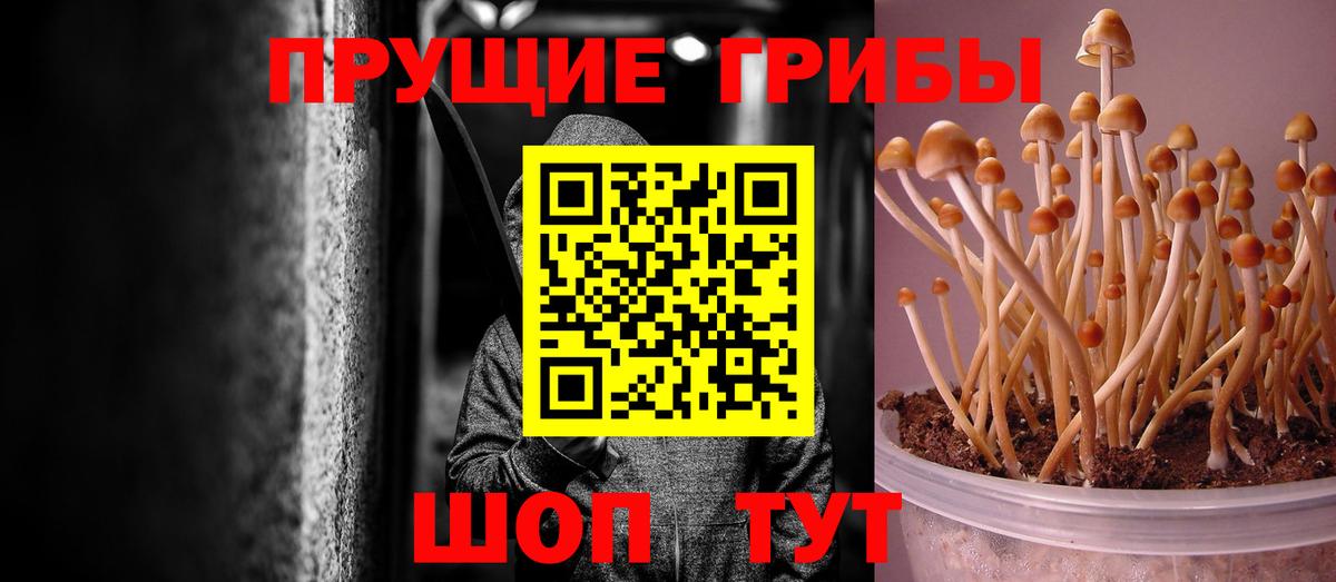 Псилоцибиновые грибы Psilocybine cubensis Корсаков